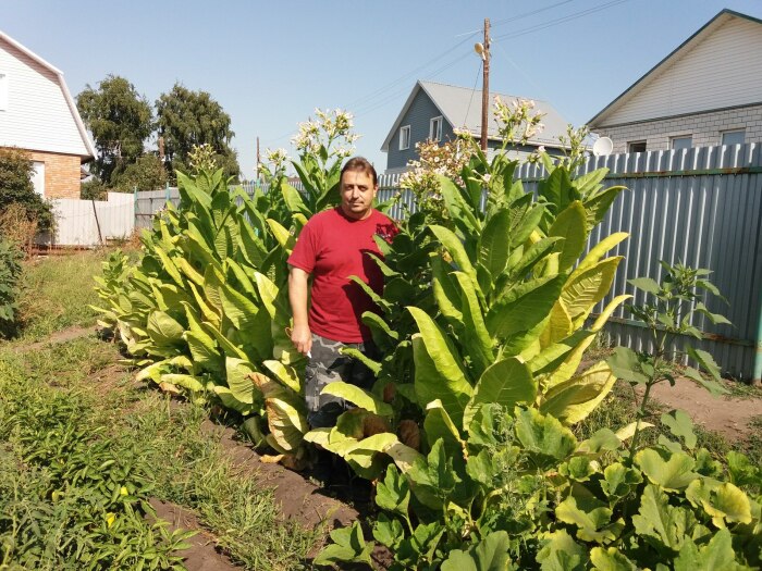 Так растёт табак Вирджиния. /Фото: tgstat.ru.