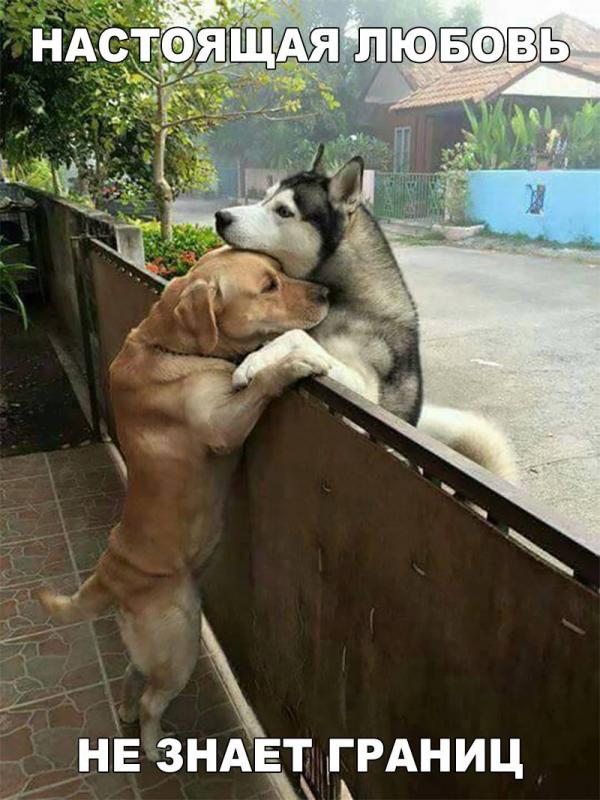 ДРУЖБА ЖИВОТНЫХ ДРУЖБА ЖИВОТНЫХ