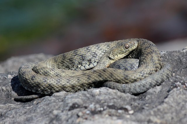 Змеи на дачном участке и в лесу – развенчиваем 7 популярных мифов дача,животные,сад и огород