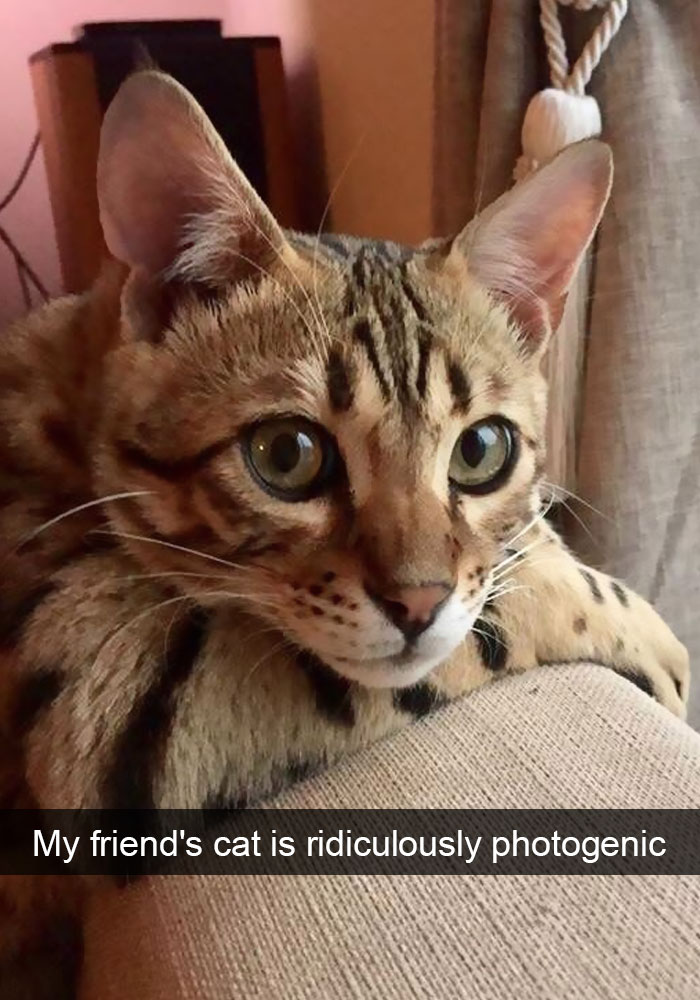 Funny Cat Snap