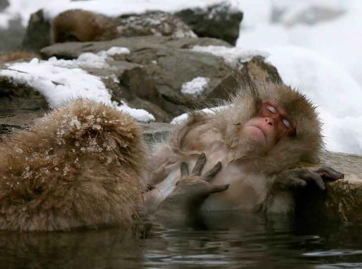 Японский макак наслаждается в теплом горном источнике (19 января) Забавные фото, животные, мимишность