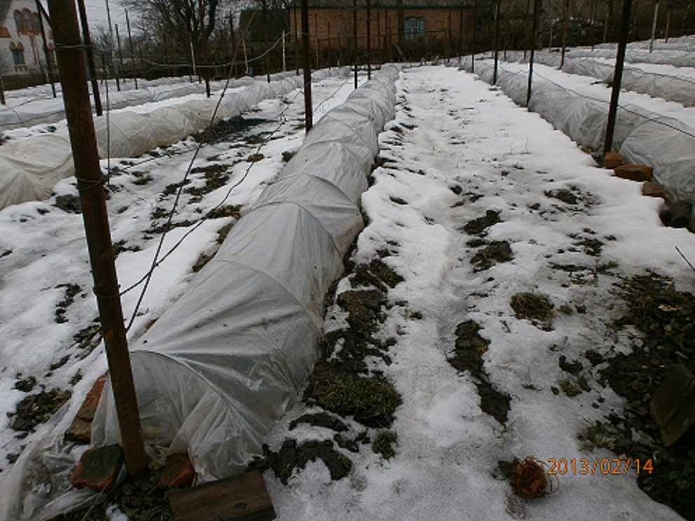 Нужно укрывать. Укрытие винограда агроспаном. Укрытие винограда лапником. Укрытие винограда лутрасилом. Укрытие винограда спанбондом.