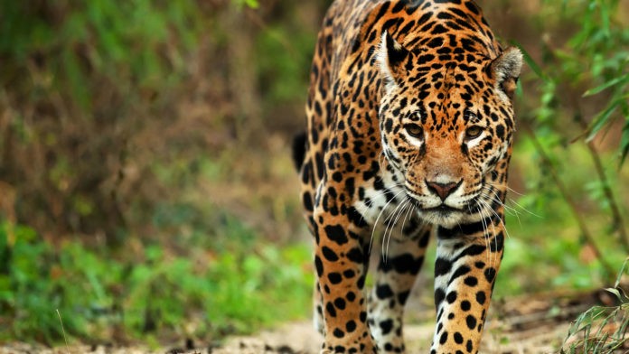 Беременная самка ягуара