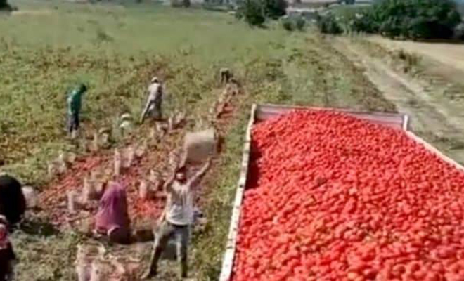 Мексиканский рабочий обманул физику: он бросал помидоры в ведре в машину, но оно само возвращалось назад Мексиканский рабочий обманул физику: он бросал помидоры в ведре в машину, но оно само возвращалось назад Культура