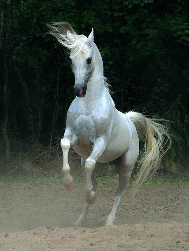 Фотография: Сказочная красота — арабские и андалузские лошади №31 - BigPicture.ru