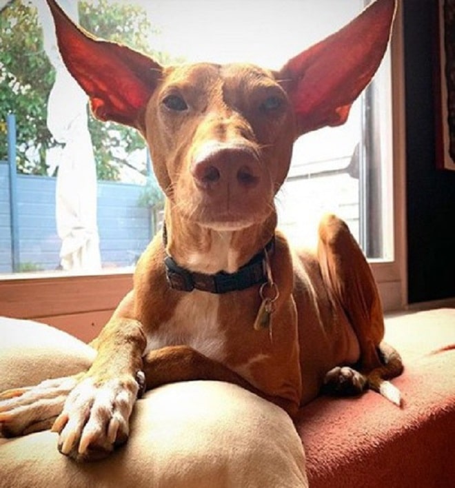 Собака лежит