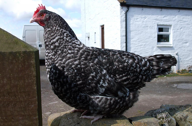 шотландская карликовая курица дампи