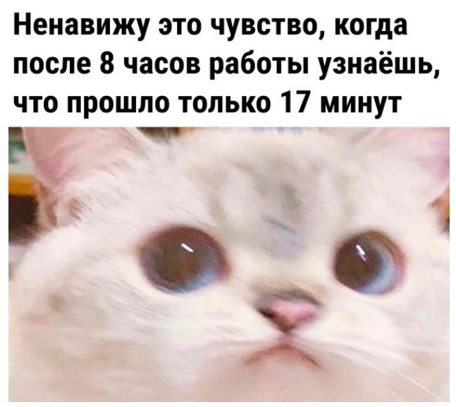 Юмористические картинки для настроения 