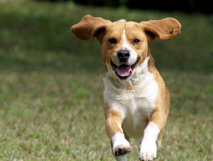 Научно подтвержденные причины завести собаку смешные картинки,угарные фотки,фото приколы,юмор