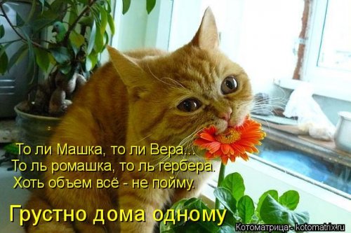 Новая котоматрица 