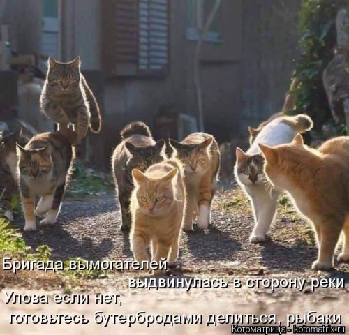 Лучшая котоматрица недели