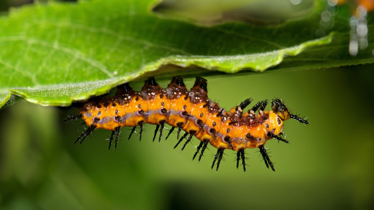 Чем занимаются растения в течение дня растения, растений, просто, которые, растение, чтобы, цветки, листья, процесс, могут, сигналы, летучие, сигнал, может, вещества, используют, пшеница, которая, активной, гниения