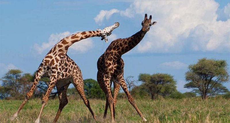 Как живут жирафы