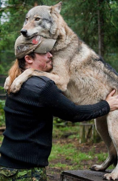 Волкособы — 60-килограммовые нежные гиганты, которые очень любят обниматься.