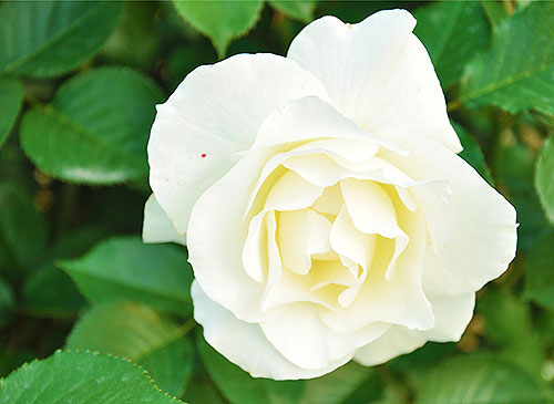 Роза сорта doublewhite