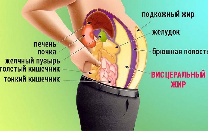 Висцеральный жир: искореняем источник проблемы