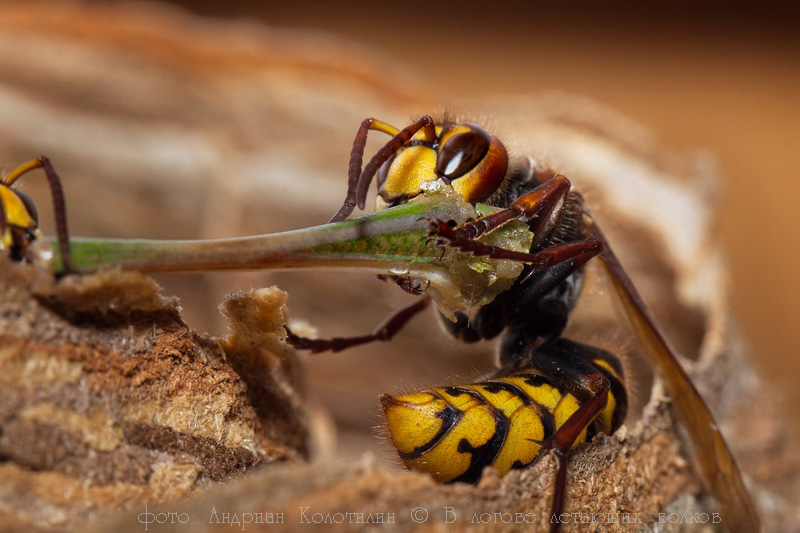 В логове летающих волков В логове летающих волков животные