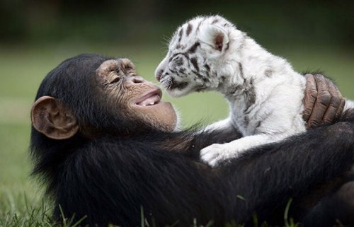 Невероятная дружба между животными (20 фото)