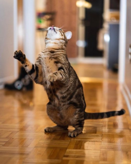 Танцующие кошки