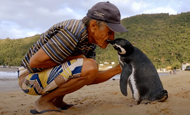 Бразилец увидел на берегу пингвина и выходил его. Через год пингвин преодолел 4 тысячи километров чтобы поблагодарить 