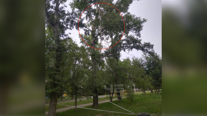 В Барнауле пожаловались на ветку, которая свисает с дерева четвертую неделю