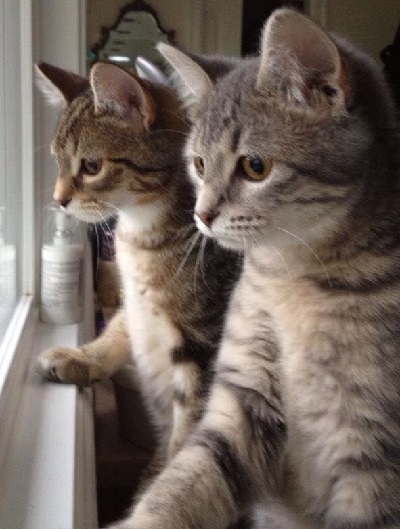 Не так посмотрел...