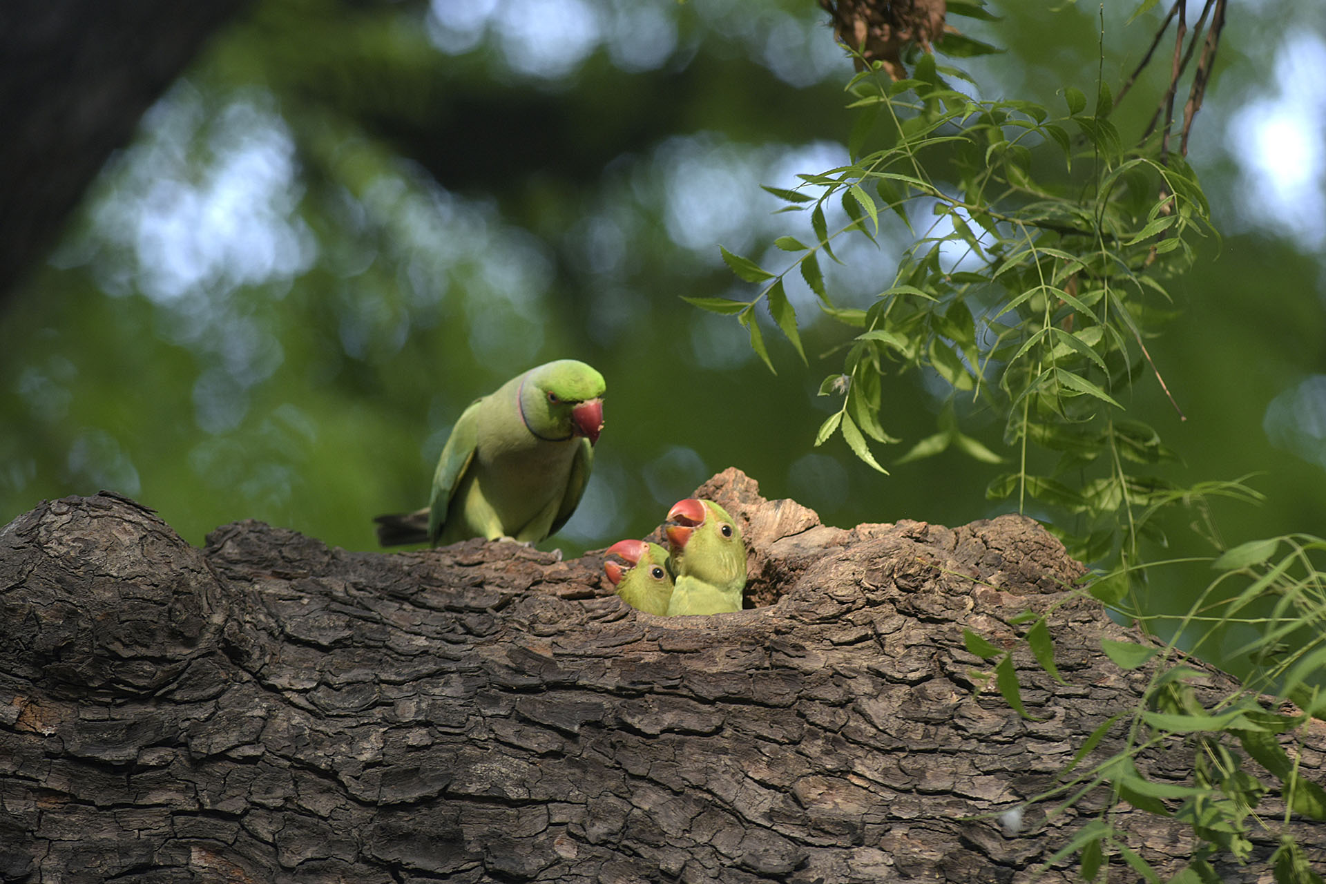 Попугайчик кормит своих птенцов, окрестности Нью-Дели, Индия