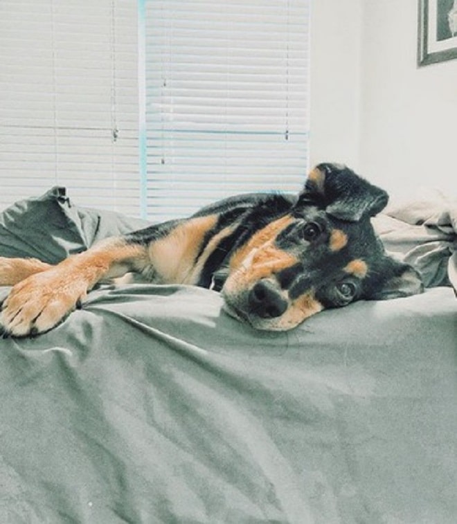 Пес на кровати