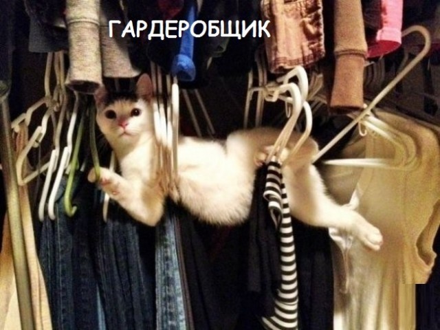Такие разные и забавные котики Такие разные и забавные котики