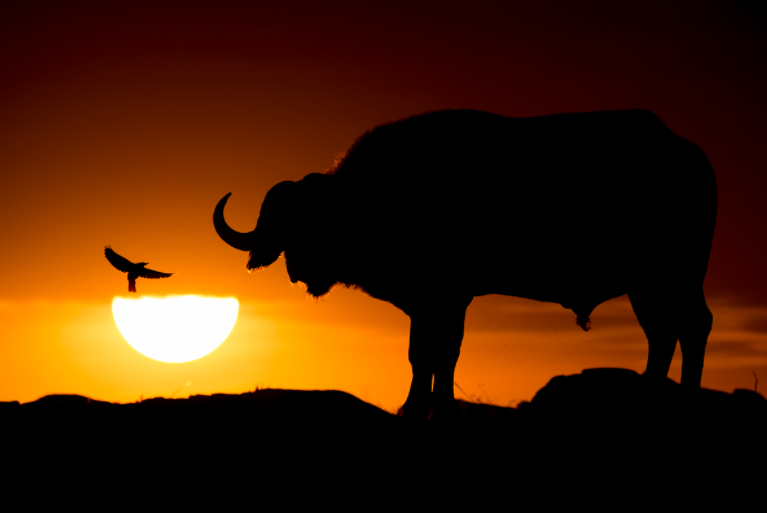 A red-billed oxpecker flies towards an African buffalo’s head, in the upper half of the sun which is covered by cloud. For many years Bence has sought opportunities to incorporate the sun into his wildlife images.
