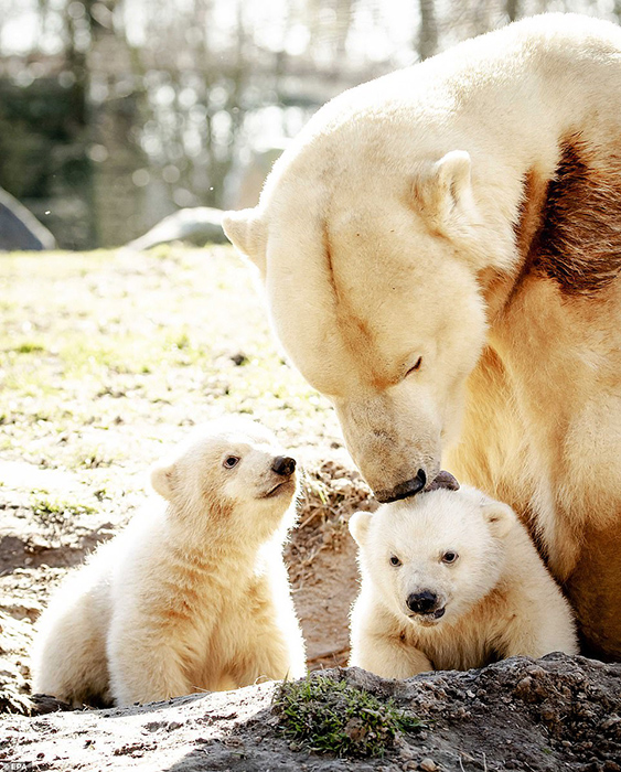 У медведицы родилось сразу два малыша, оба мальчика.