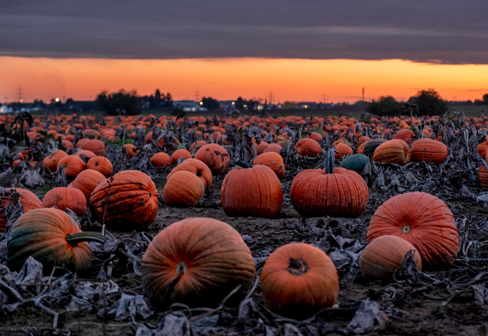 Последние дни золотой осени в фотографиях 