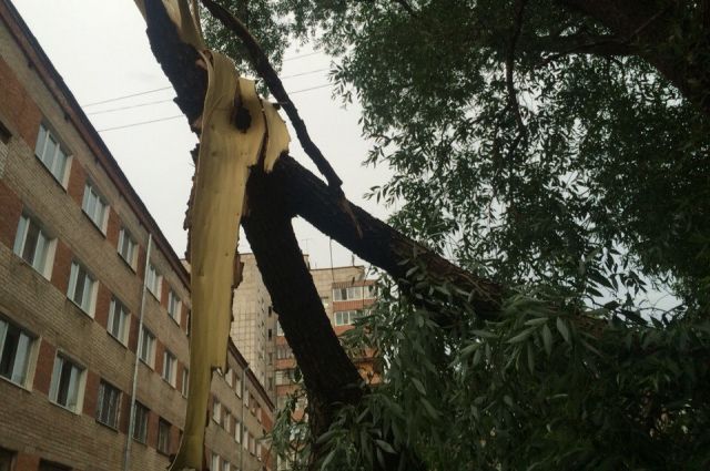 Сильный ветер в Москве не стихнет до девяти часов вечера – синоптики