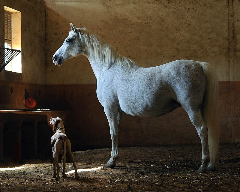 Фотография: Сказочная красота — арабские и андалузские лошади №17 - BigPicture.ru
