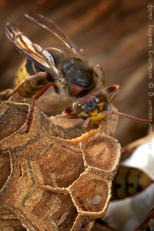 В логове летающих волков В логове летающих волков животные