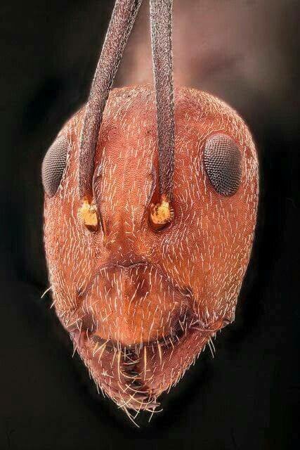 Как выглядит лицо дождевого червя? животные,лица,необычное,природа