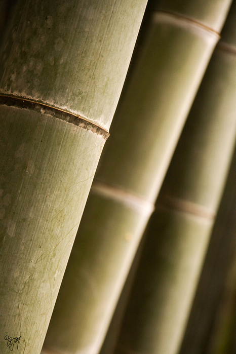 Бамбуковый коридор в Японии путешествия