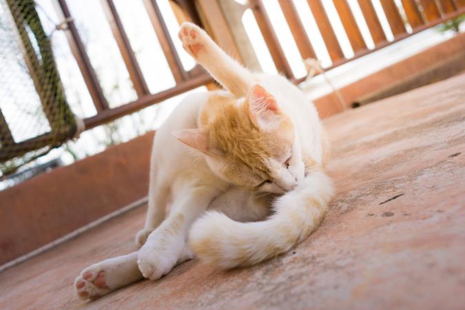 Почему кошки ездят на попе: причины, симптомы, варианты лечения