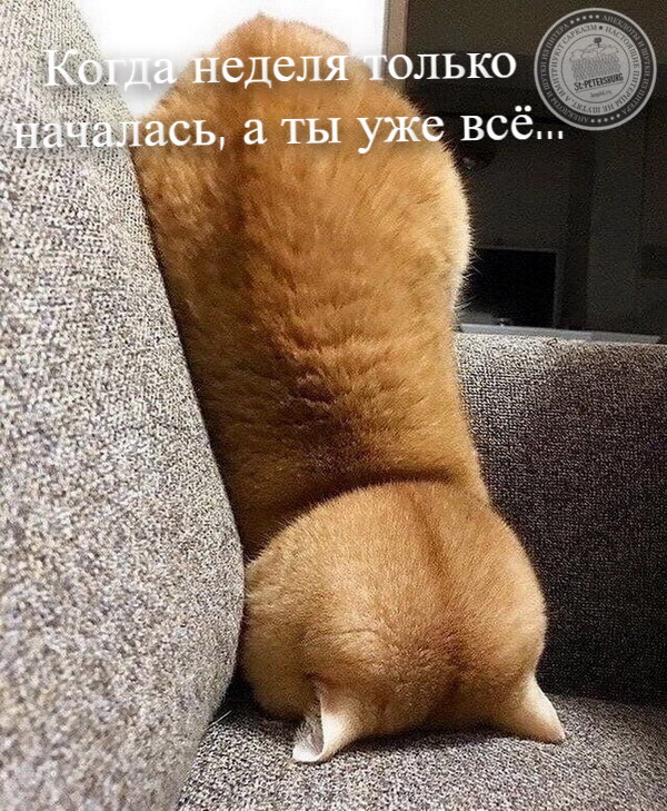 Неделя началась
