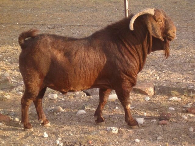 Калахарская порода коз считается самой выносливой и неприхотливой в мире. © direct.farm 

