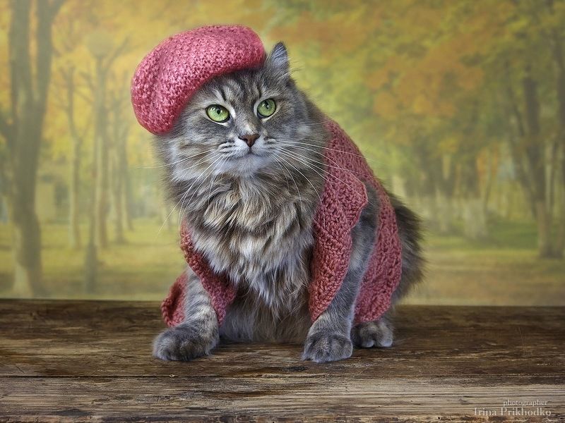 Сидела кошечка в окошке, встречала теплую весну. Натюрморты Ирины Приходько Фотография