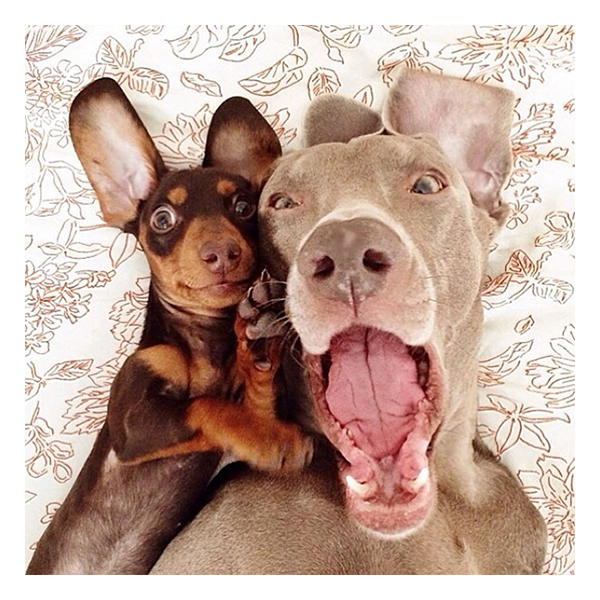 6 funny animal selfies Котики и кенгуру делают лучшие селфики