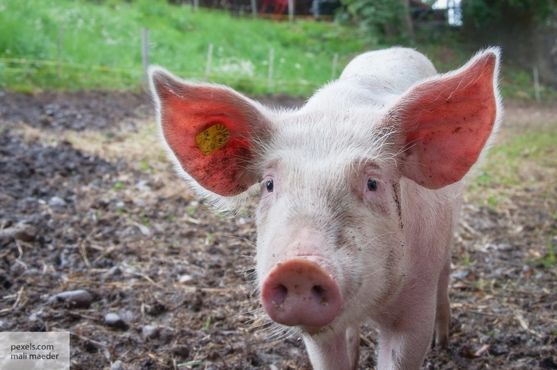 Вирусолог Лукашев объяснил, можно ли употреблять в пищу мясо больных чумой свиней