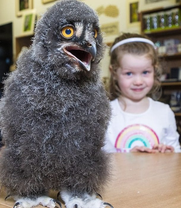 маленький совенок