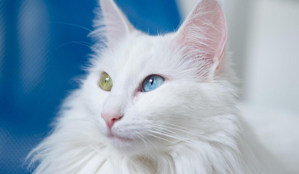 15 самых популярных пород кошек и их происхождение домашние животные,наши любимцы