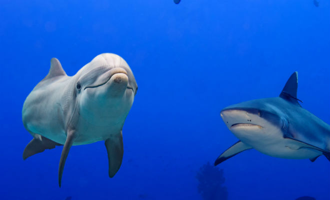 Почему акулы убегают от дельфинов акулы, можно, Хищные, щелям, тактически, прекрасно, знают, уязвимые, места, хищника, жабрыВсего, одного, серьезного, удара, жаберным, Акула, хватает, дельфинам, полной, пастью