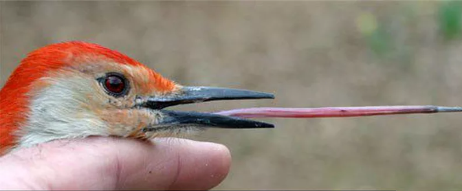 Когда решили помериться с парнями у кого длиннее. Язык в смысле. И всех победил дятел.
