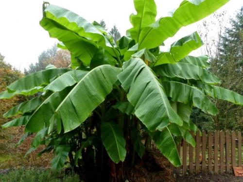 Бананы растут. Выращивание бананов — инструкция по посадке и выращиванию в домашних условиях (110 фото)