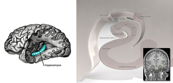 Рис. 2. Гиппокамп и его сечение
