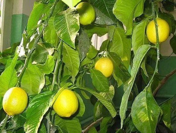 Правильный уход восстановит комнатный лимон